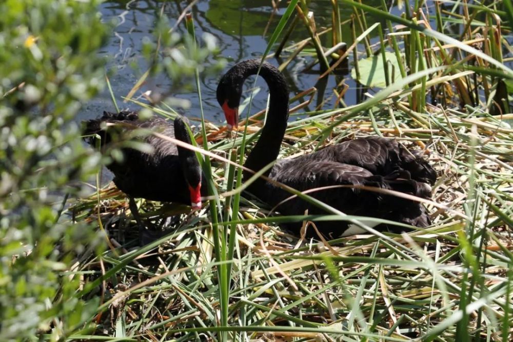 青岛小西湖黑天鹅夫妇轮流孵化小宝