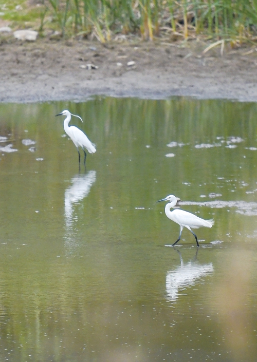 济南玉符河：白鹭嬉戏碧水间