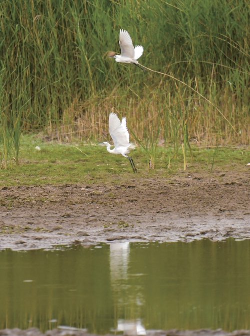 济南玉符河：白鹭嬉戏碧水间
