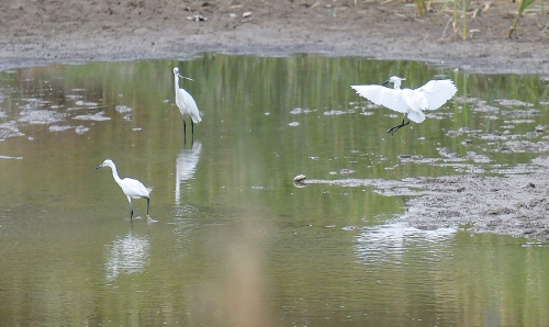 济南玉符河：白鹭嬉戏碧水间