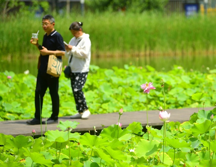 群荷争艳 美在济南