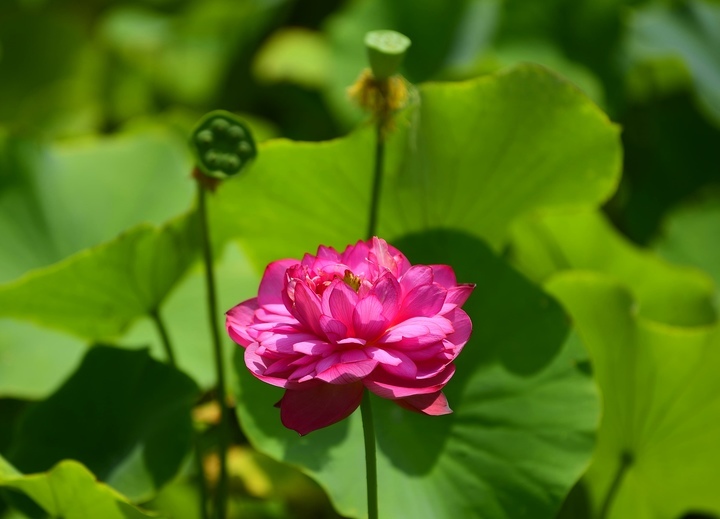 群荷争艳 美在济南