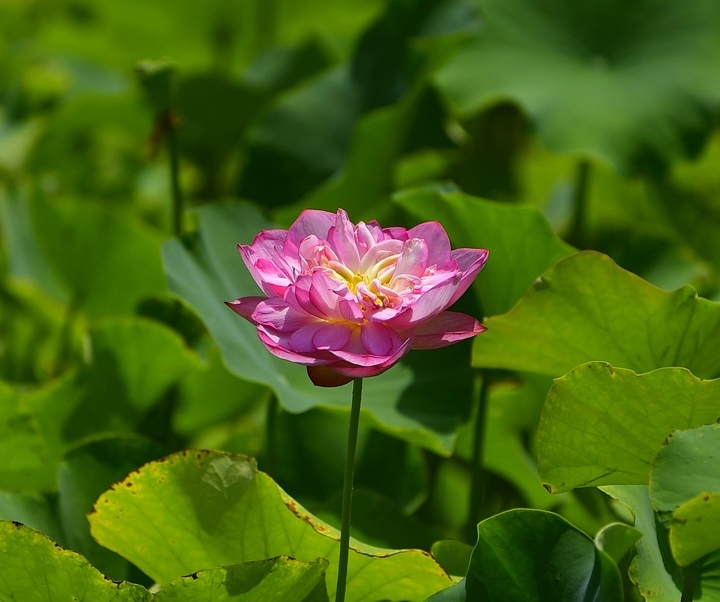 群荷争艳 美在济南