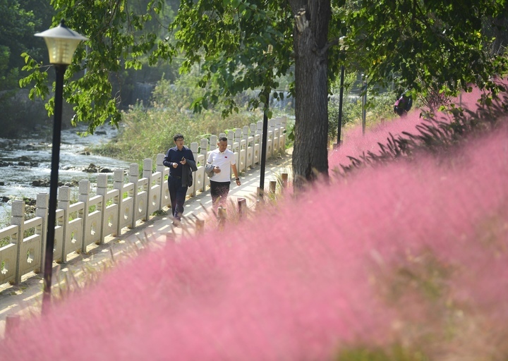 “粉黛花海”邂逅秋日浪漫