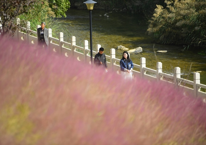 “粉黛花海”邂逅秋日浪漫