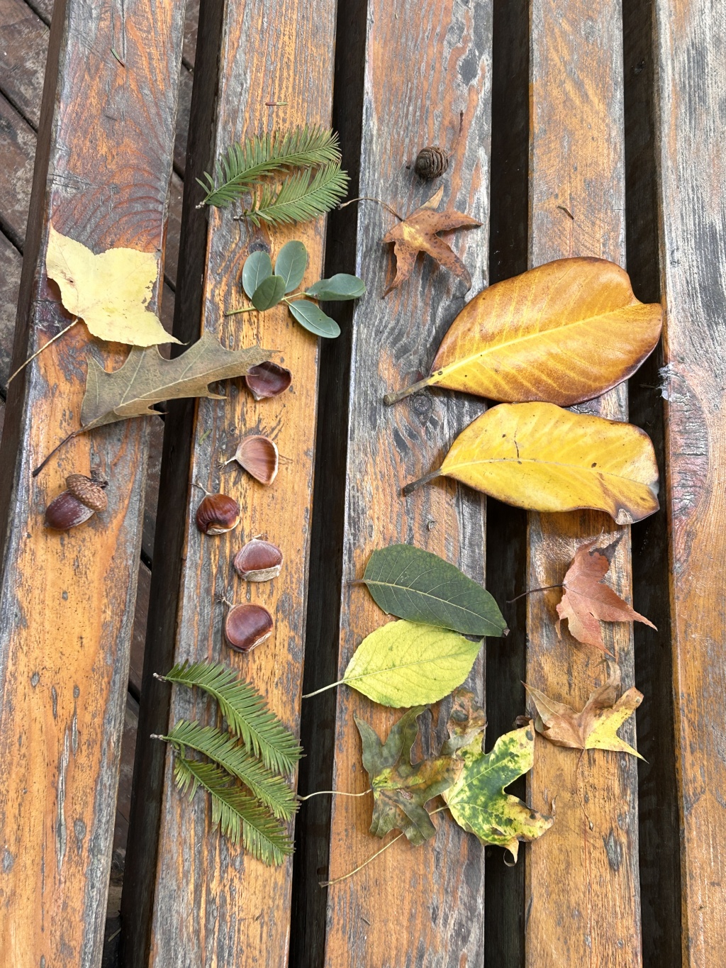 捡秋”潮兴起，市民游客打开浪漫“盲盒”-新华网