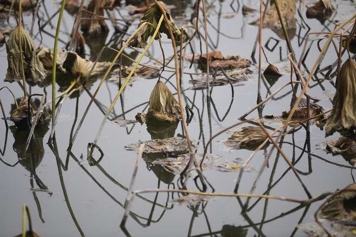 轻烟缥缈大明湖，古朴隽永“水墨画”