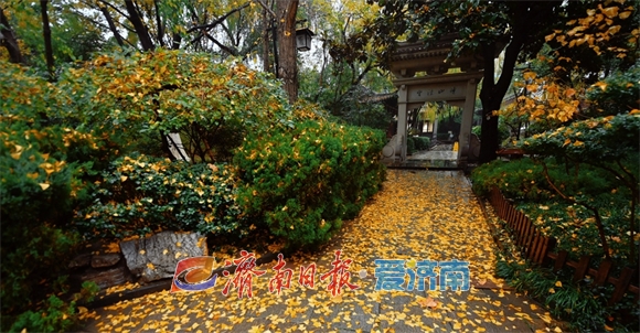 冬雨绵绵落叶翩翩 细雨朦胧中泉城展现别样之美