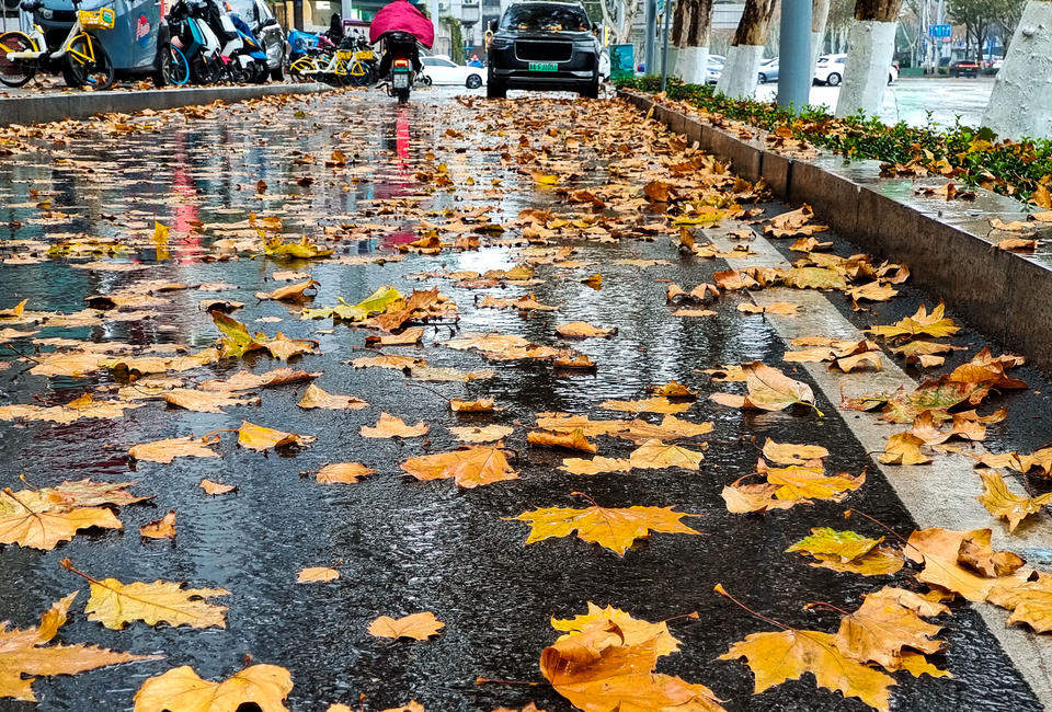 一場冬雨催得濟南街頭落葉紛紛