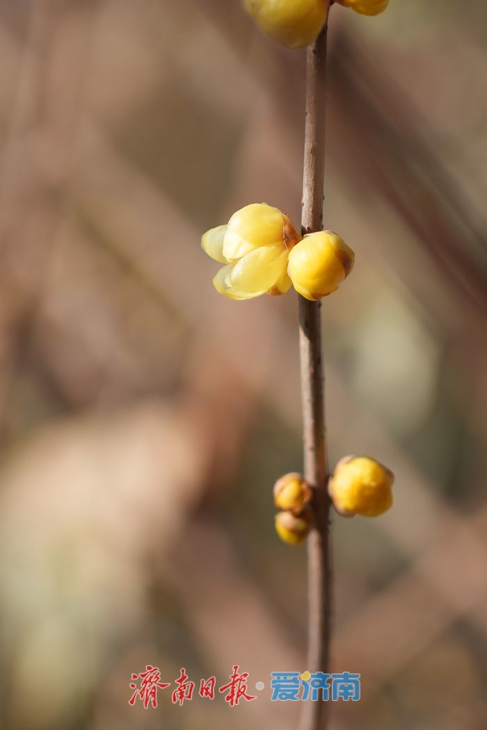 花开等春来！趵突泉畔蜡梅陆续绽放