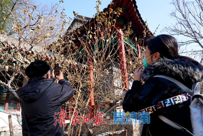 花开等春来！趵突泉畔蜡梅陆续绽放