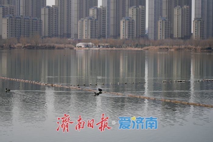 初春时节,白骨顶鸡在华山湖水面上觅食嬉戏