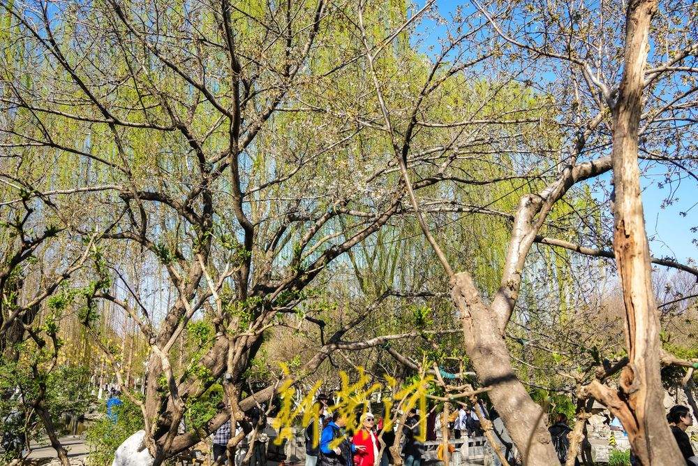暖阳高照,五龙潭樱花初绽放