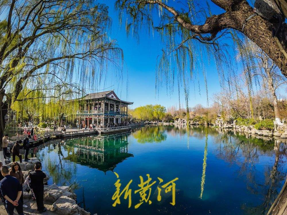 暖阳高照,五龙潭樱花初绽放