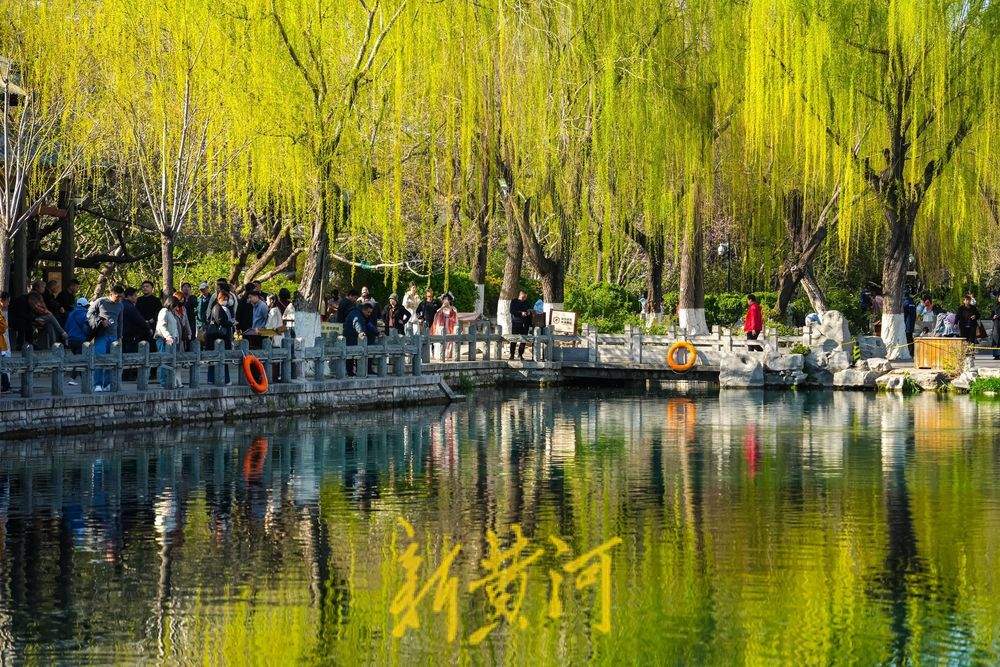 暖阳高照,五龙潭樱花初绽放