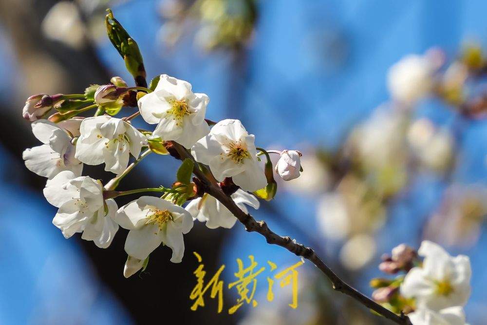 暖阳高照,五龙潭樱花初绽放