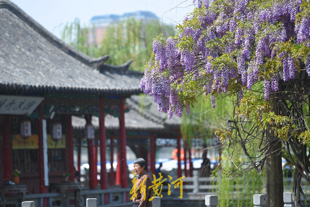 紫藤花开，来大明湖畔邂逅紫色浪漫