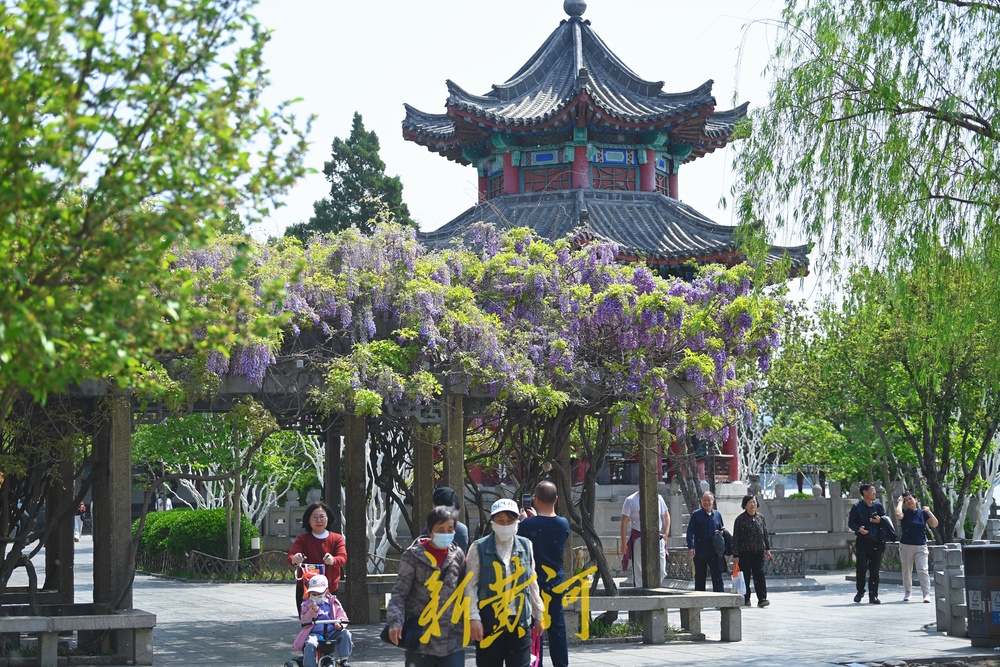 紫藤花开，来大明湖畔邂逅紫色浪漫