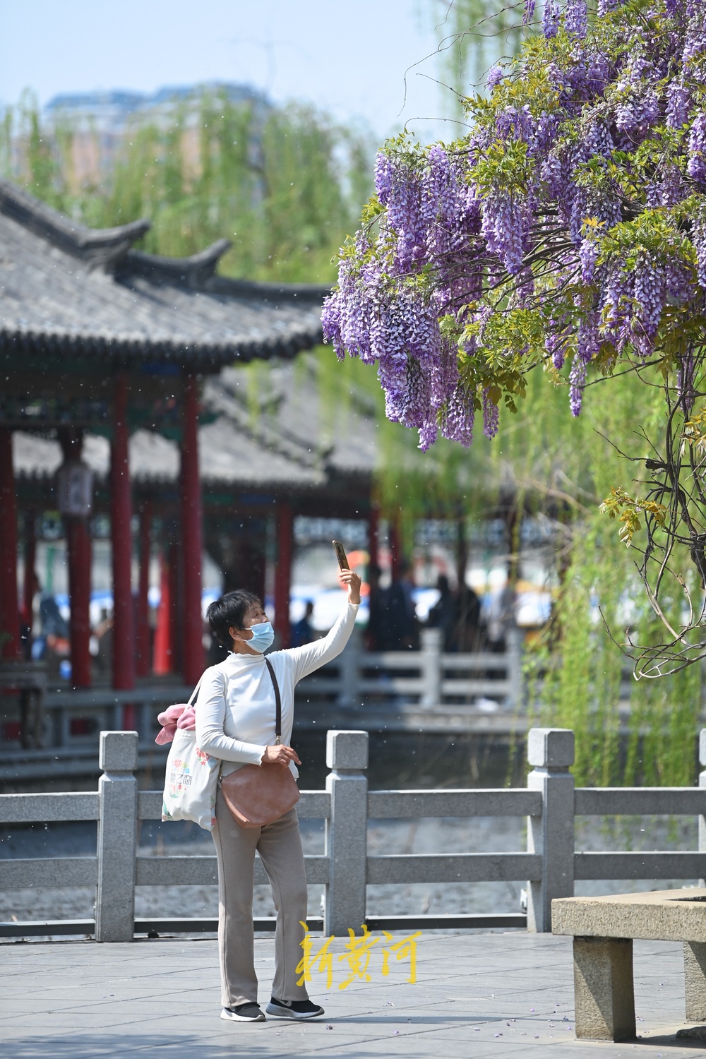紫藤花开，来大明湖畔邂逅紫色浪漫
