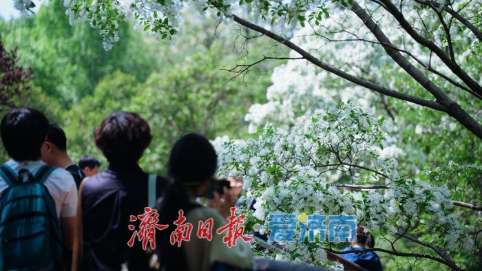 济南四月“飘雪”奇观!泉城公园流苏花海限时绽放,这份打卡指南请收好