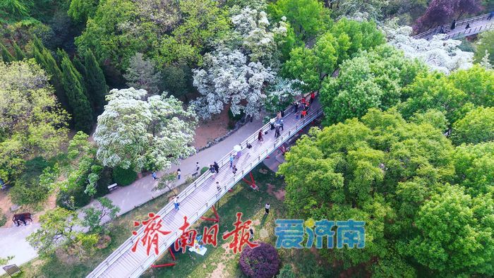 济南四月“飘雪”奇观!泉城公园流苏花海限时绽放,这份打卡指南请收好