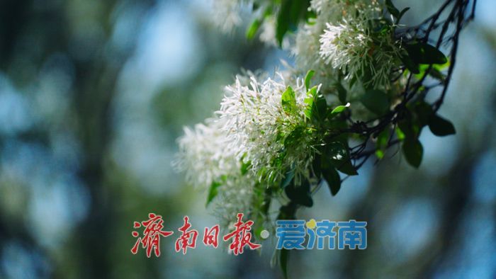 济南四月“飘雪”奇观!泉城公园流苏花海限时绽放,这份打卡指南请收好