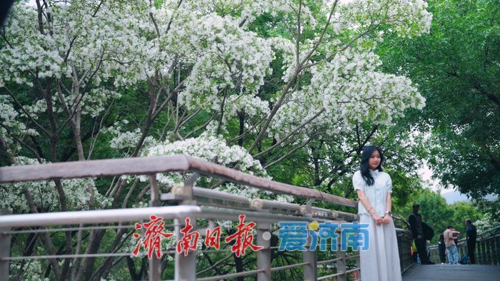 济南四月“飘雪”奇观!泉城公园流苏花海限时绽放,这份打卡指南请收好