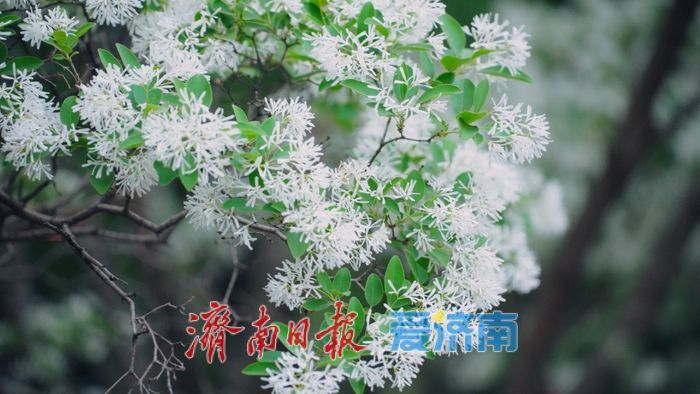 济南四月“飘雪”奇观!泉城公园流苏花海限时绽放,这份打卡指南请收好