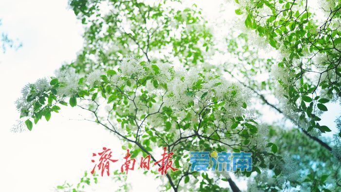 济南四月“飘雪”奇观!泉城公园流苏花海限时绽放,这份打卡指南请收好