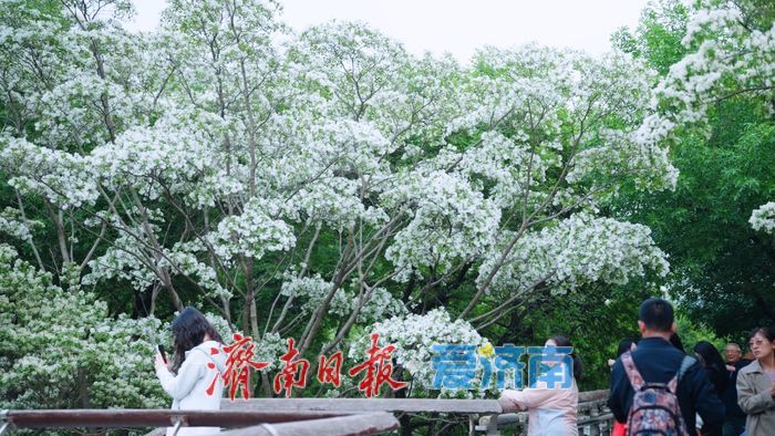 济南四月“飘雪”奇观!泉城公园流苏花海限时绽放,这份打卡指南请收好