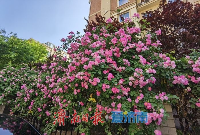 家门口的浪漫!辛甸西路蔷薇花开“扮靓”春日街头