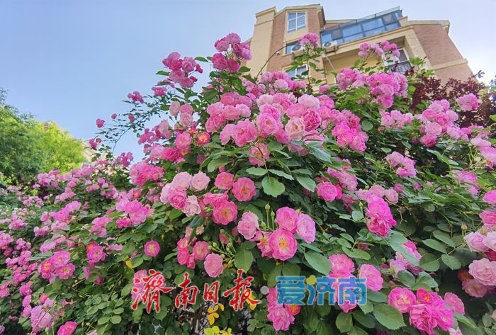 家门口的浪漫!辛甸西路蔷薇花开“扮靓”春日街头