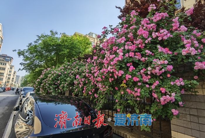 家门口的浪漫!辛甸西路蔷薇花开“扮靓”春日街头