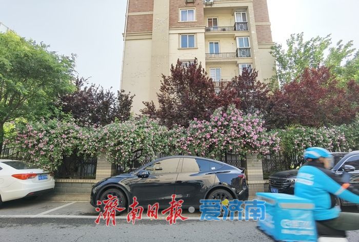 家门口的浪漫!辛甸西路蔷薇花开“扮靓”春日街头