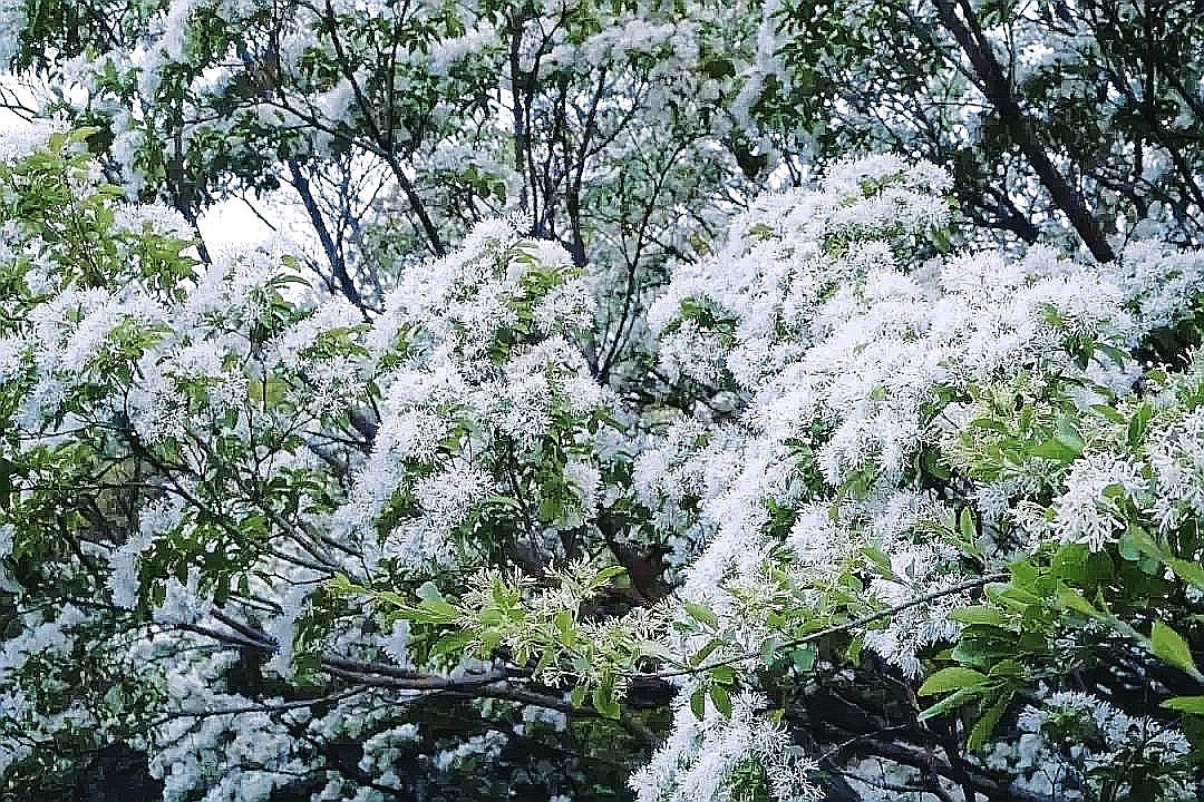 五一将至,去济南这些古村,赏百年千年流苏飘“雪”!