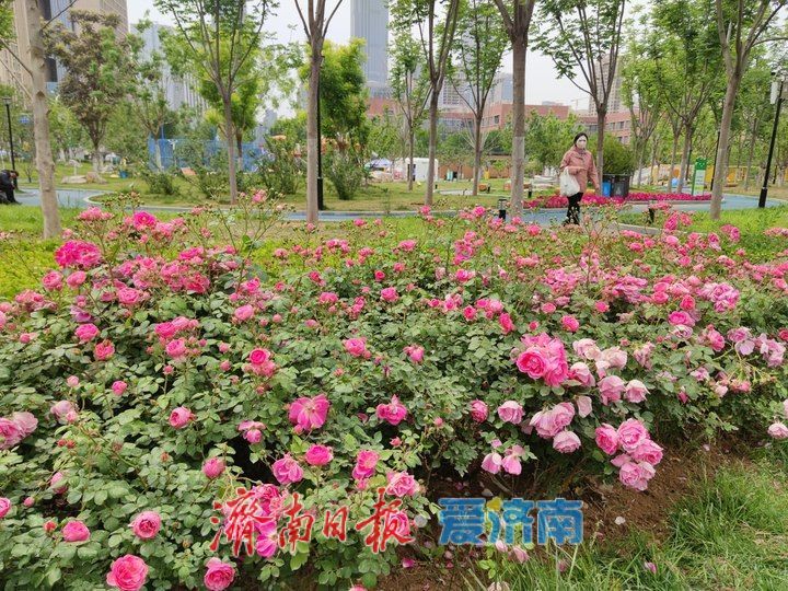 泉城五月繁花竞放，满城芳菲入画来