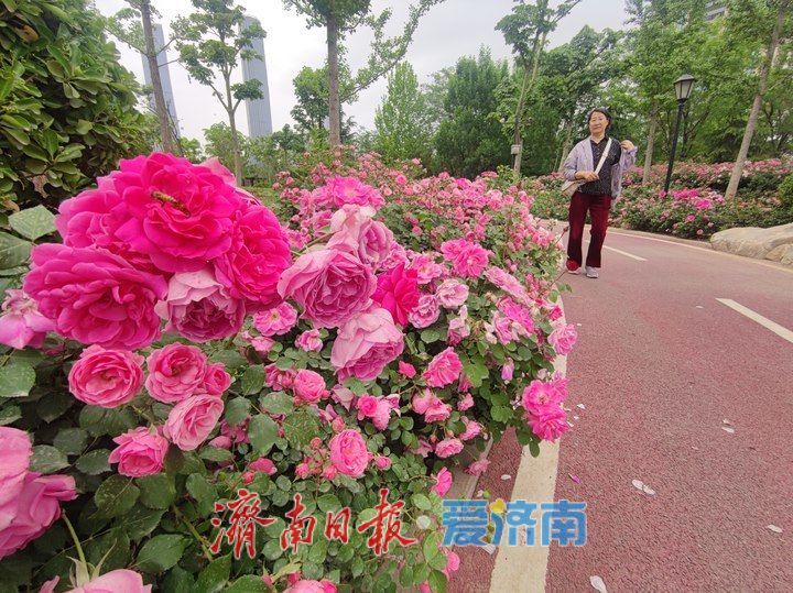 泉城五月繁花竞放，满城芳菲入画来