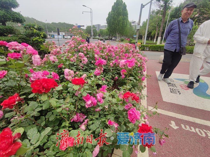 泉城五月繁花竞放，满城芳菲入画来