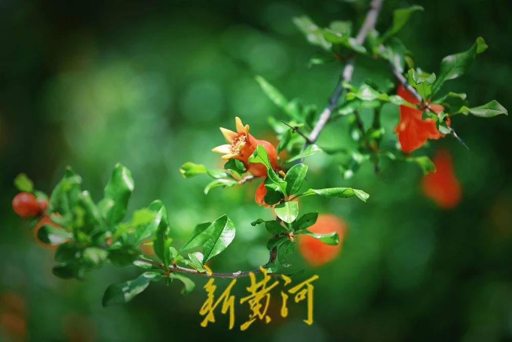 一年四季 泉在济南｜泉城公园石榴花开  红艳娇俏
