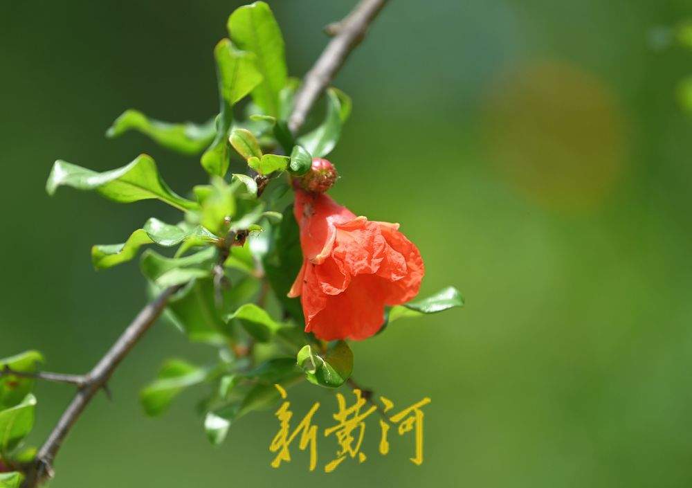 一年四季 泉在济南｜泉城公园石榴花开  红艳娇俏