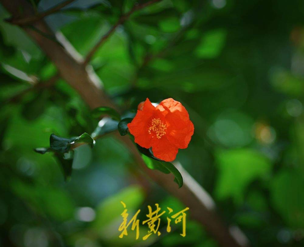 一年四季 泉在济南｜泉城公园石榴花开  红艳娇俏