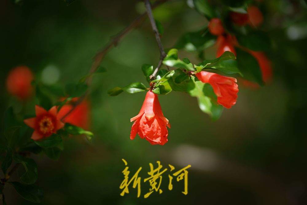 一年四季 泉在济南｜泉城公园石榴花开  红艳娇俏