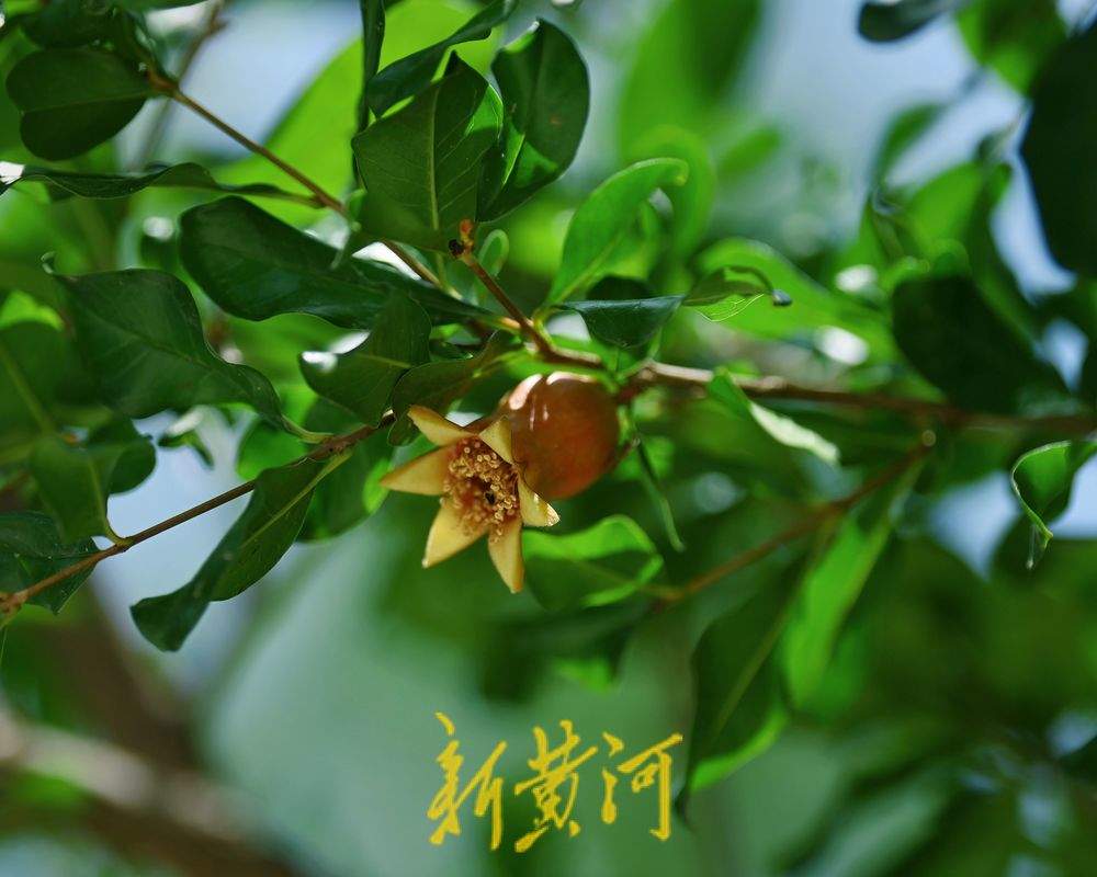 一年四季 泉在济南｜泉城公园石榴花开  红艳娇俏