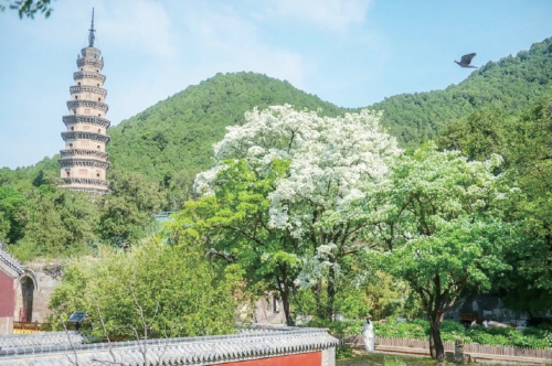 携一缕初夏的芬芳 探寻泉城别样魅力