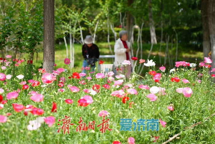 一年四季 泉在济南|五彩虞美人绽放英雄山,游客沉醉花海忙定格