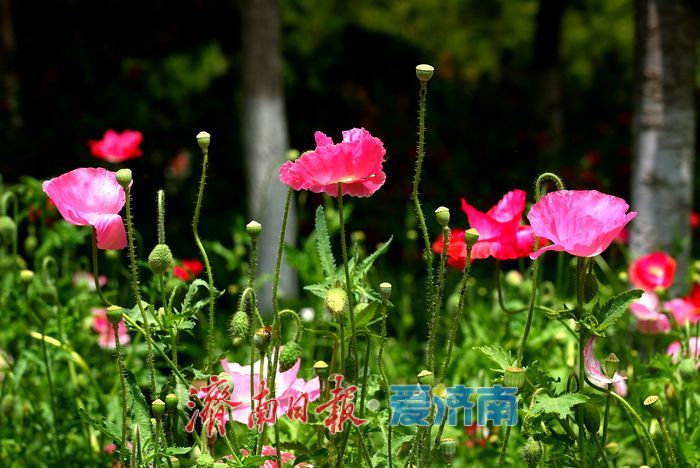 一年四季 泉在济南|五彩虞美人绽放英雄山,游客沉醉花海忙定格