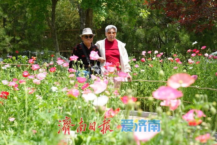 一年四季 泉在济南|五彩虞美人绽放英雄山,游客沉醉花海忙定格