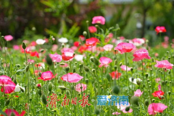 一年四季 泉在济南|五彩虞美人绽放英雄山,游客沉醉花海忙定格