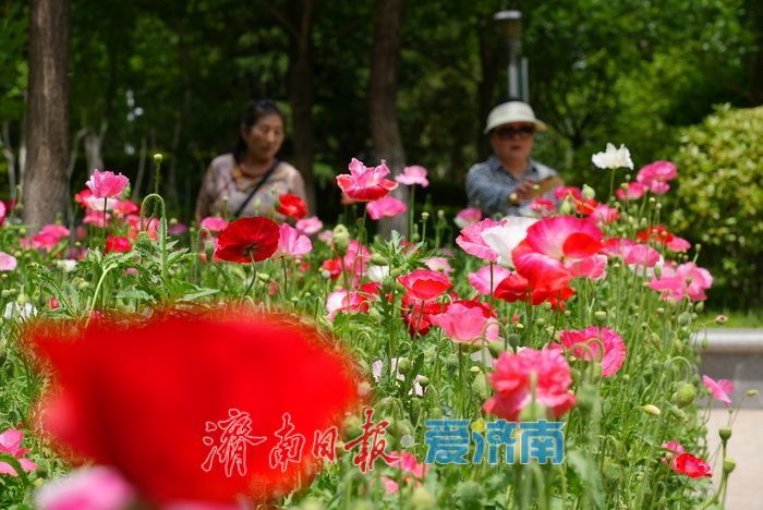 一年四季 泉在济南|五彩虞美人绽放英雄山,游客沉醉花海忙定格