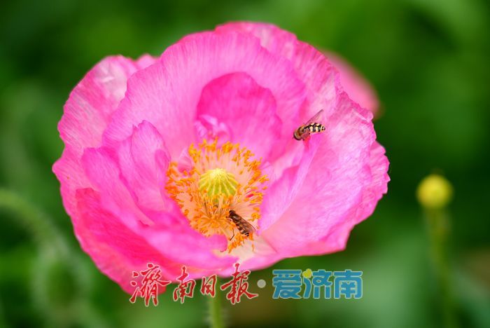 一年四季 泉在济南|五彩虞美人绽放英雄山,游客沉醉花海忙定格